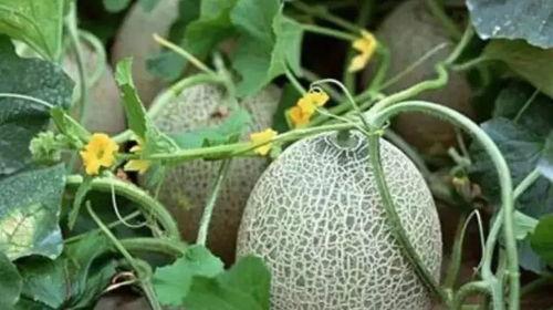 哈密本地吃瓜地点汇总,探寻本地地道美食聚集地