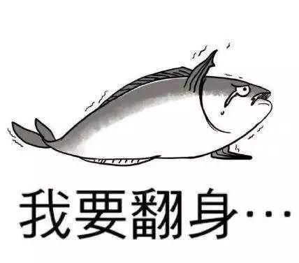 看鱼吃料文案搞笑,笑料连连，一场欢乐的餐桌盛宴！