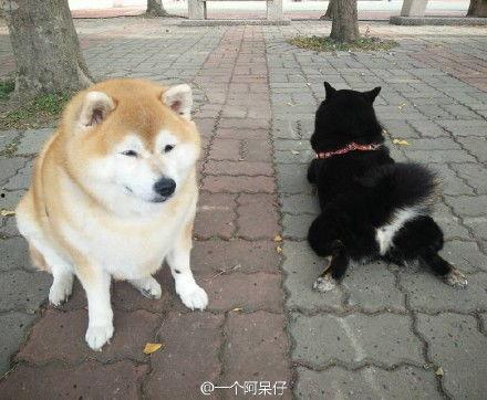 网红柴犬,萌宠界的明星风采