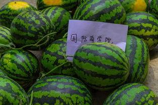 大学西校区吃瓜,瓜田李下，校园生活趣味横生