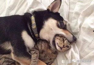 二狗爆料生活视频下载大全,揭秘幕后故事