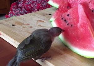 小鸟酱吃瓜群,一场网络社交的狂欢盛宴