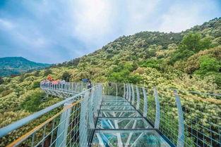 丫山网红,揭秘乡村新势力崛起的秘密