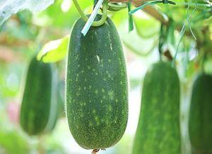 健康吃瓜图片,夏日清凉养生之道