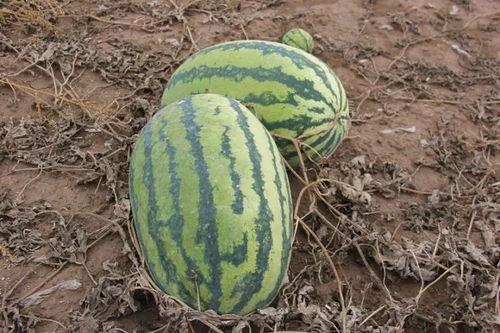 手术后可以吃小瓜,小瓜助力康复之旅