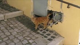 猫喜欢吃伊丽莎白瓜,揭秘伊丽莎白瓜的诱惑力