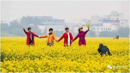 宾阳头条古辣油菜花