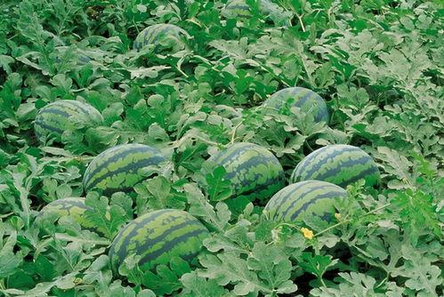 长垣滨湖东郡吃瓜,夏日吃瓜盛地，邻里欢乐时光